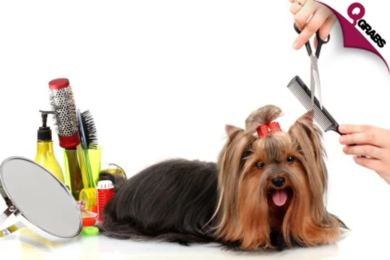 For QR87 Give Your Furry Friend a Trim with an Online Dog Grooming Course! (QR1846 Value)